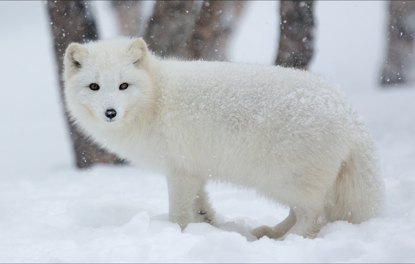 Winter Animal Nature Backgrounds