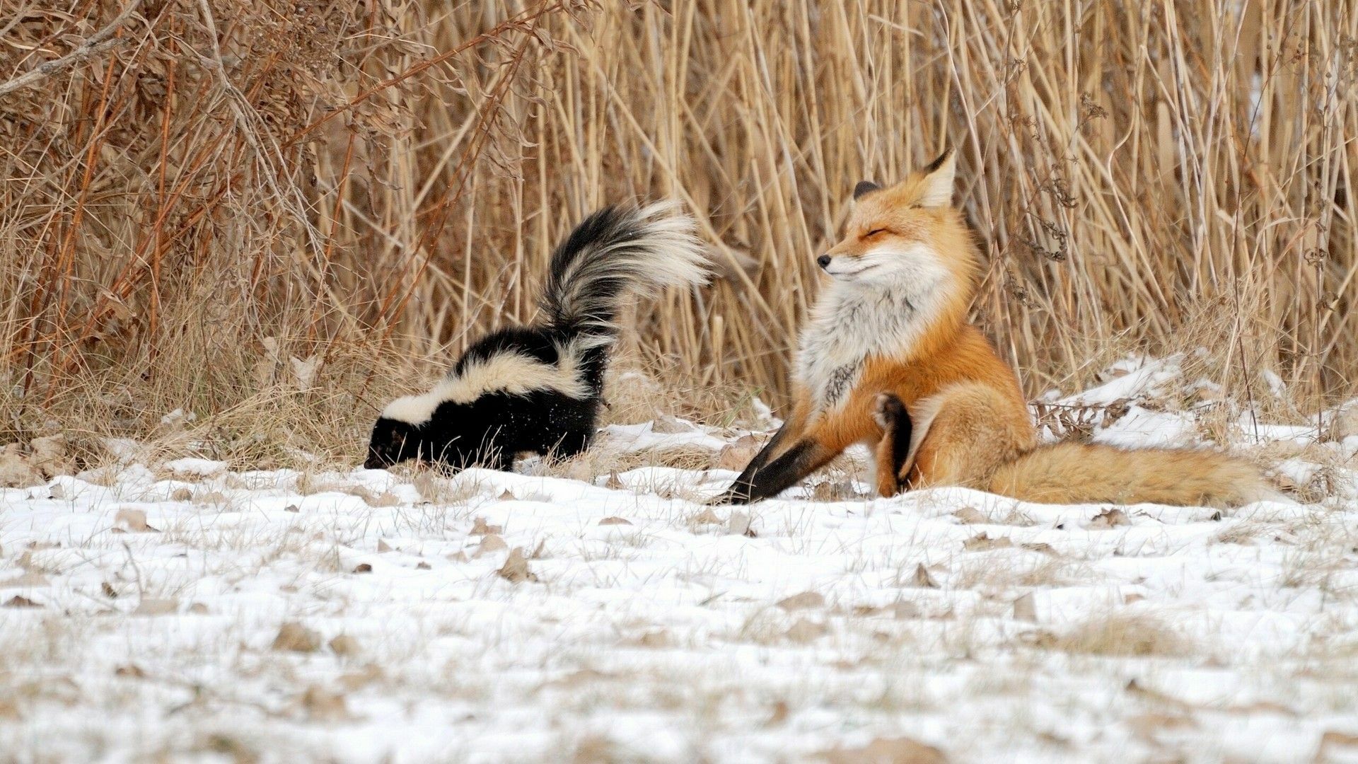 Winter Baby Animals Wallpapers