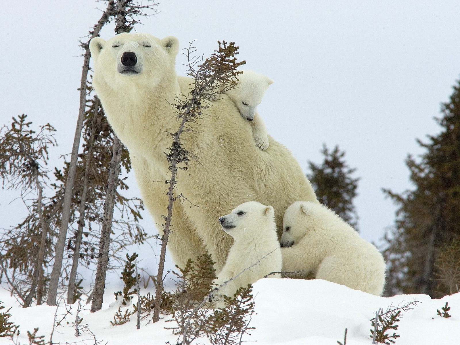 Winter Baby Animals Wallpapers