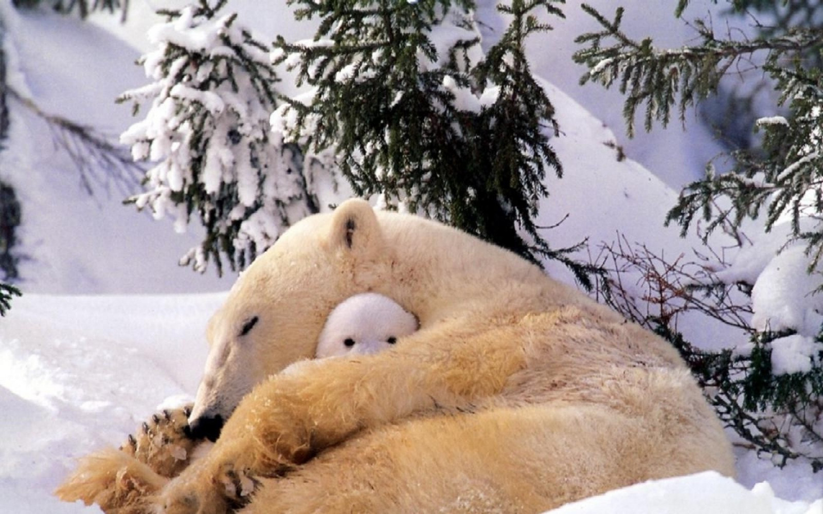 Winter Baby Animals Wallpapers