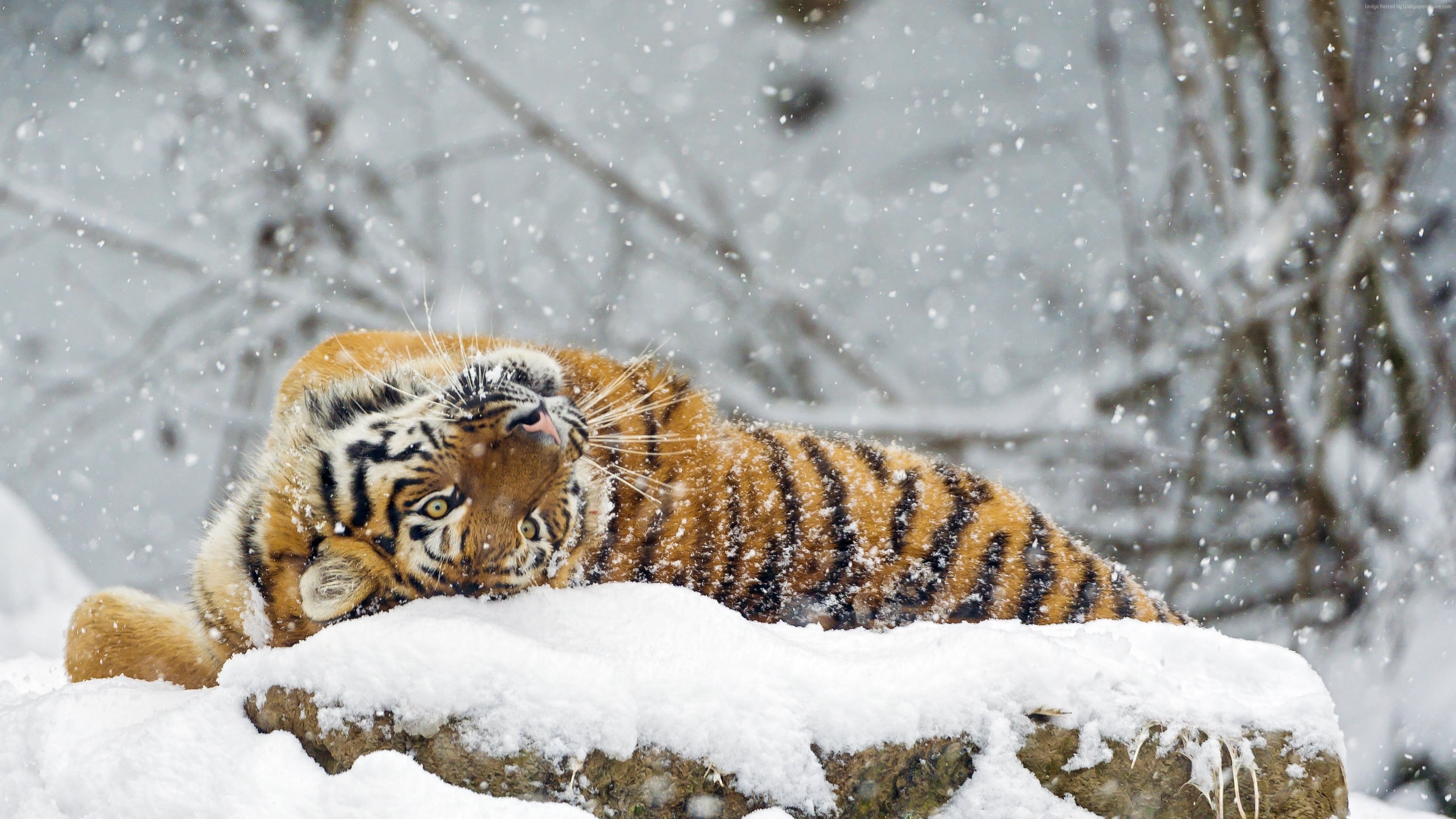 Winter Baby Animals Wallpapers