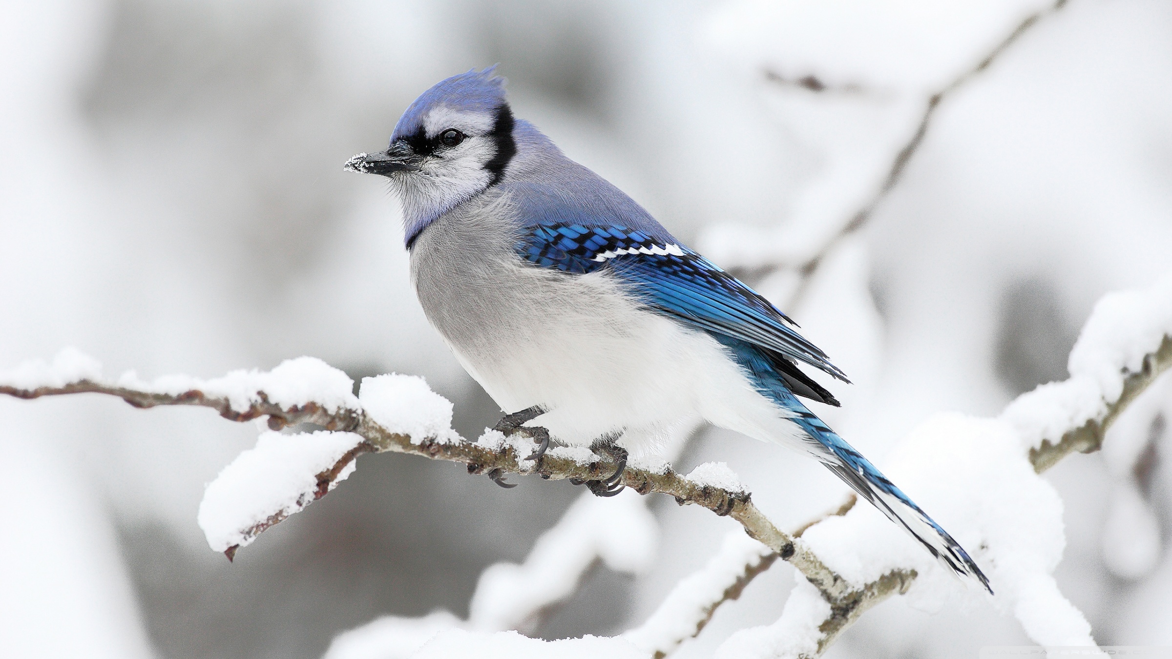 Winter Bird Wallpapers