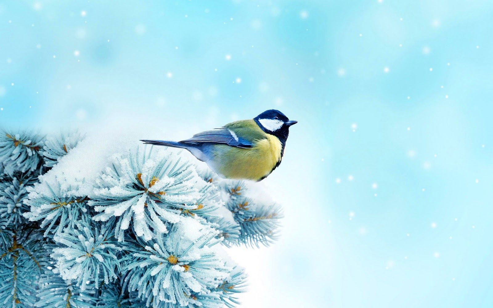 Winter Bird Wallpapers