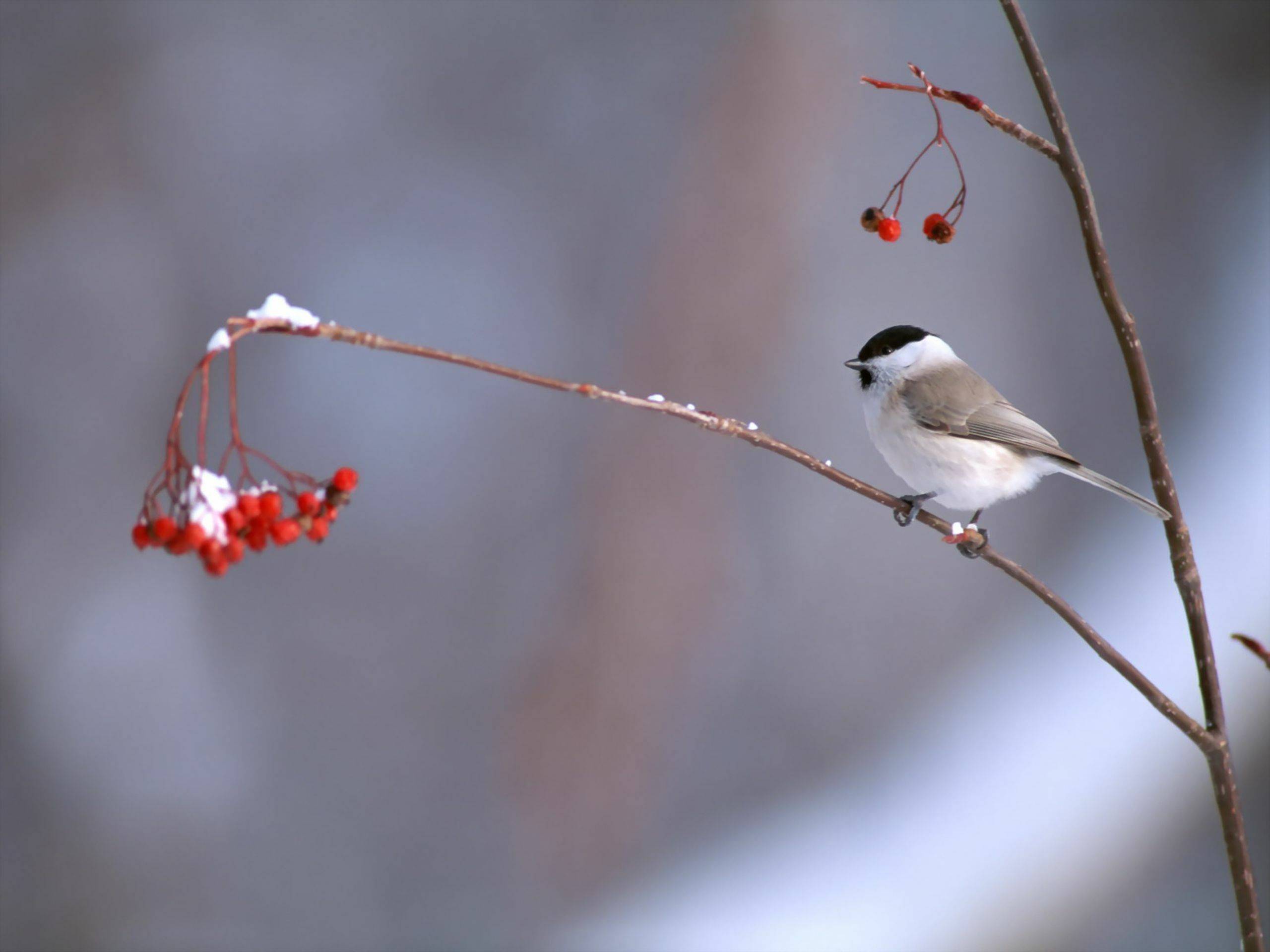 Winter Bird Wallpapers