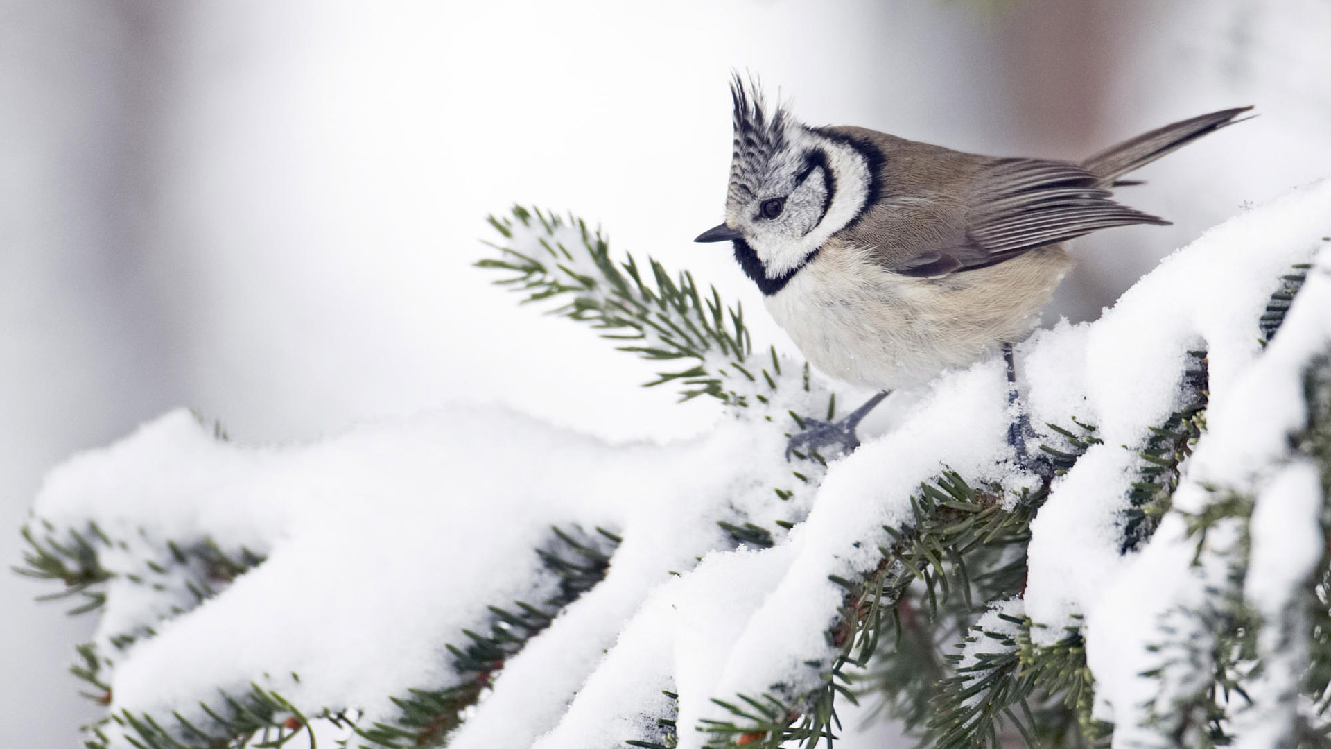 Winter Bird Wallpapers