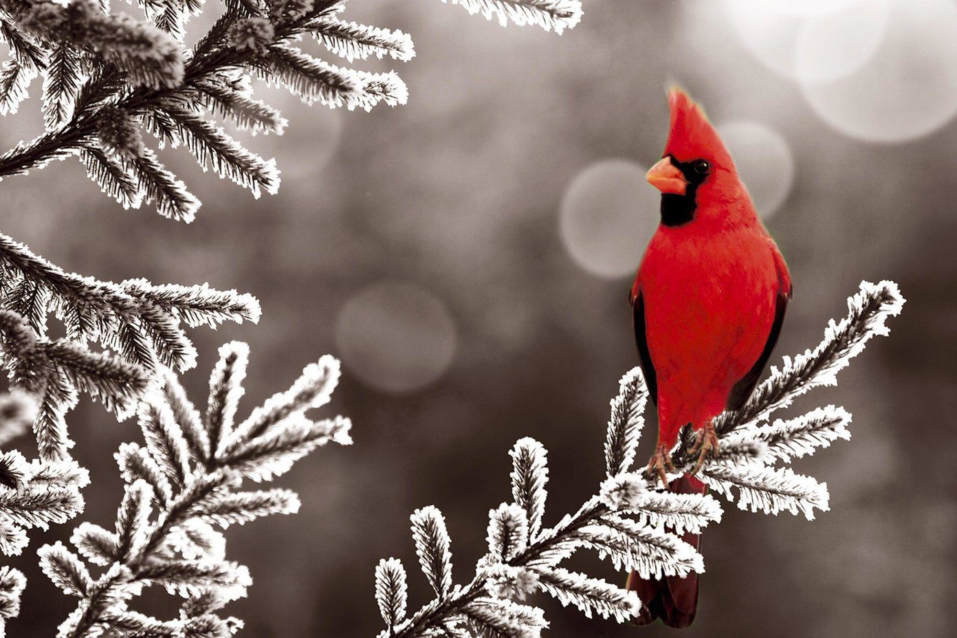 Winter Bird Wallpapers