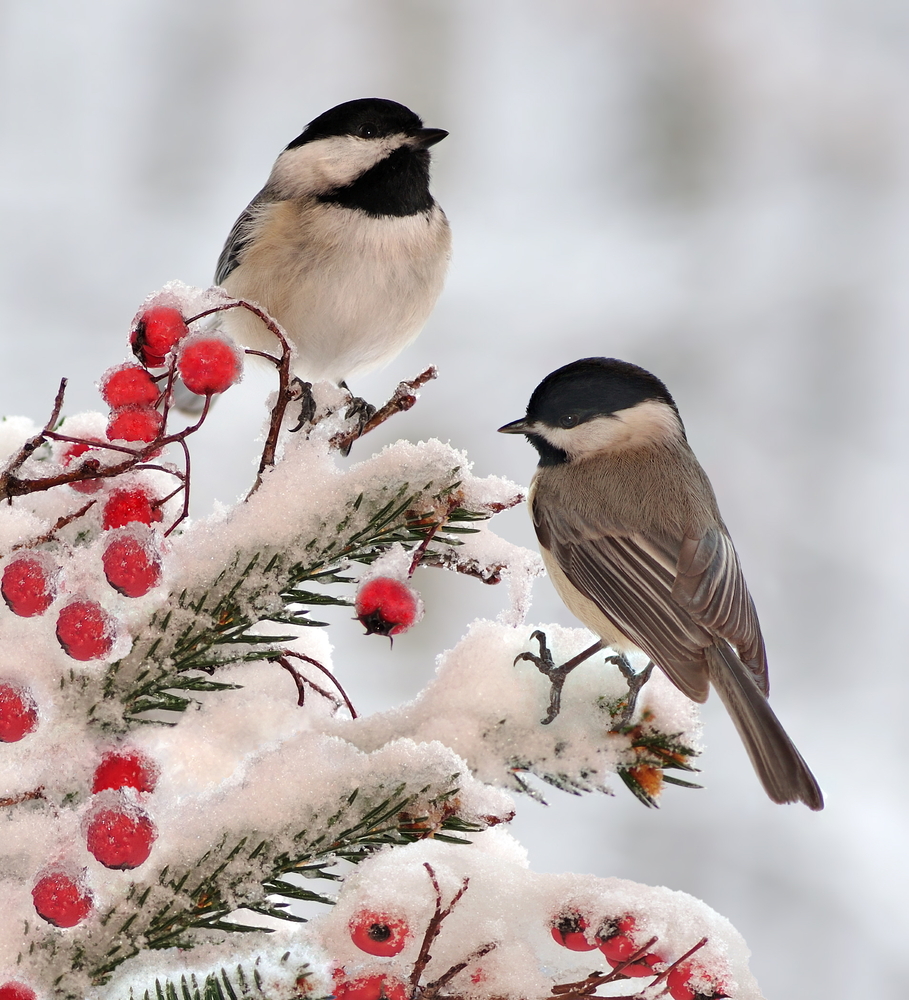 Winter Bird Wallpapers