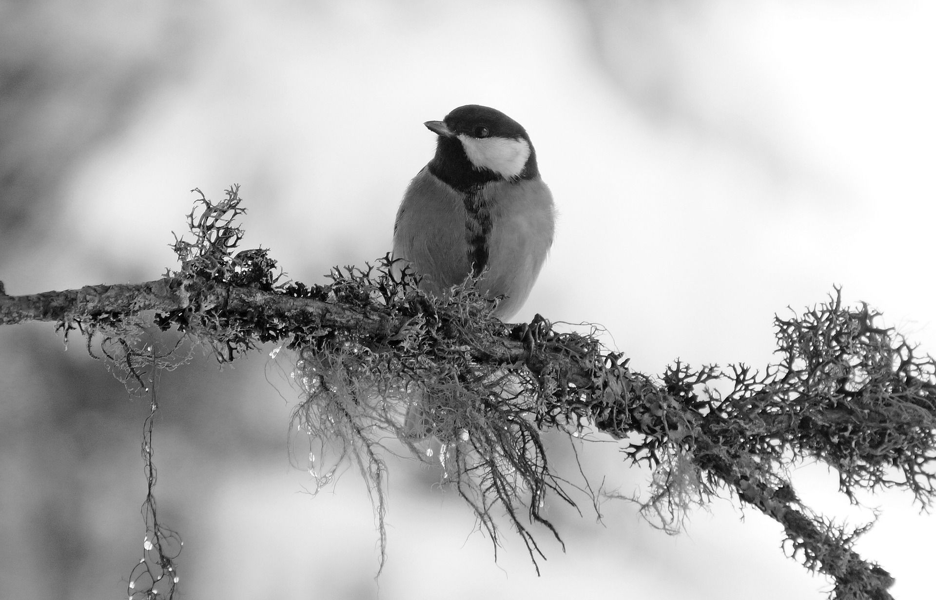 Winter Bird Wallpapers