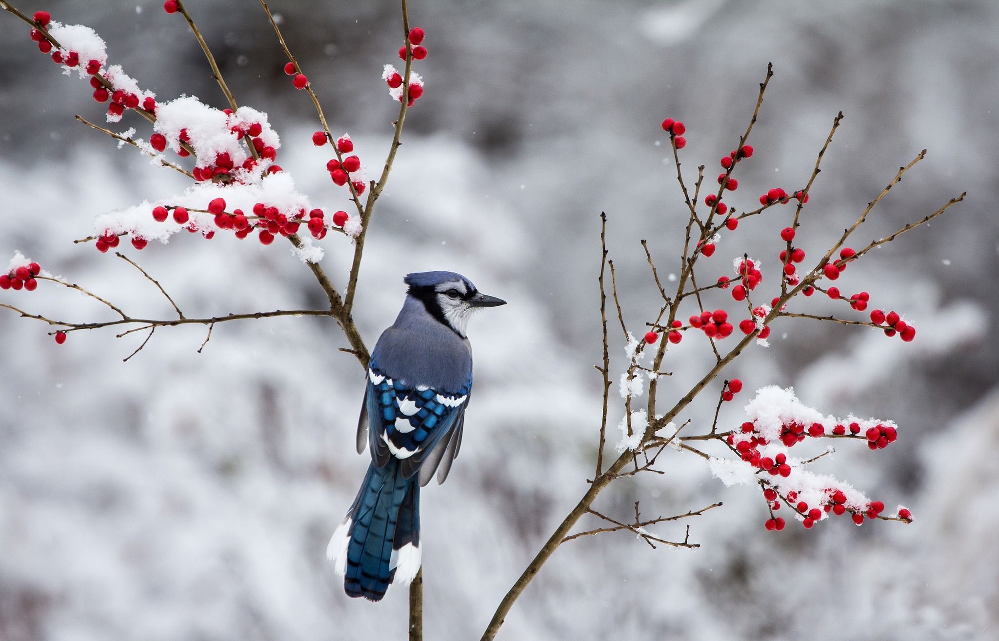 Winter Bird Wallpapers