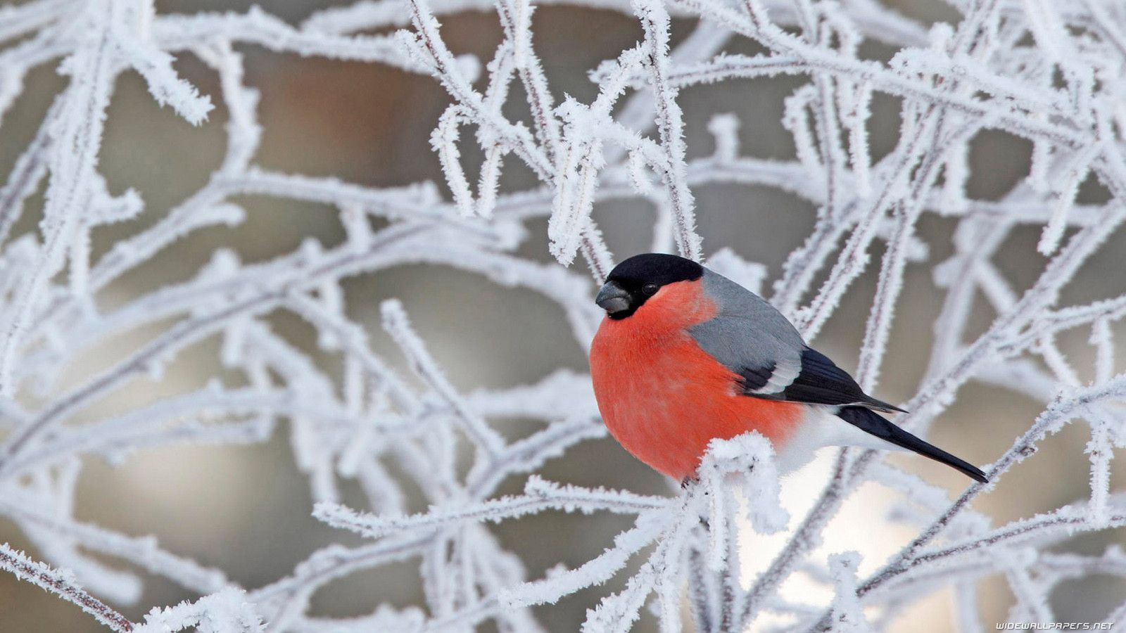 Winter Bird Wallpapers