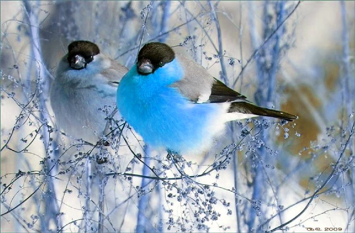 Winter Bird Wallpapers