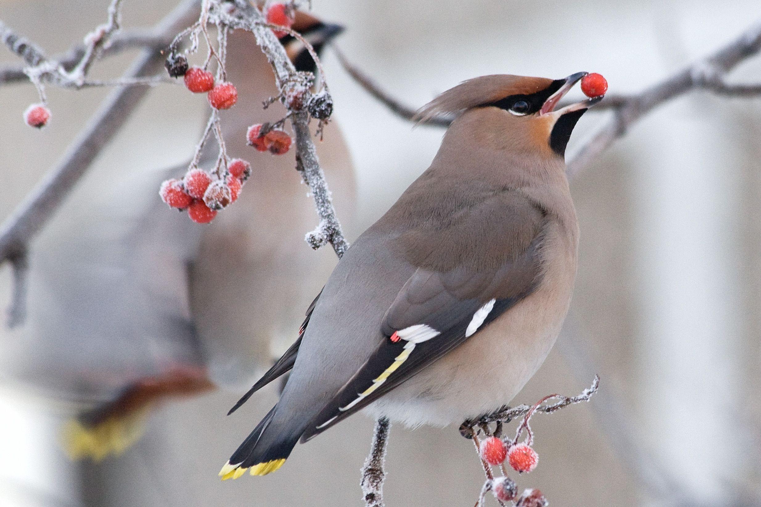 Winter Bird Wallpapers