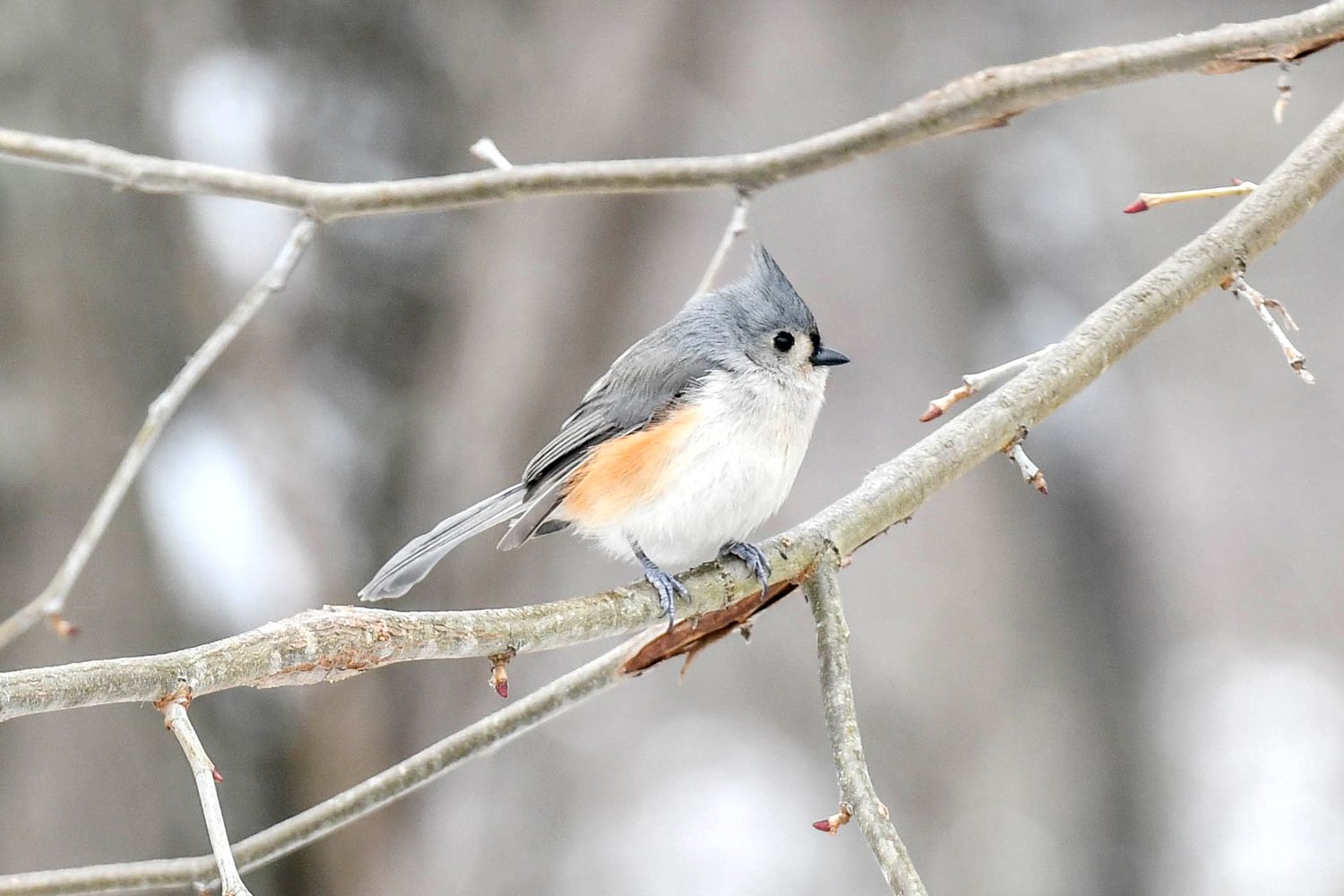 Winter Bird Wallpapers