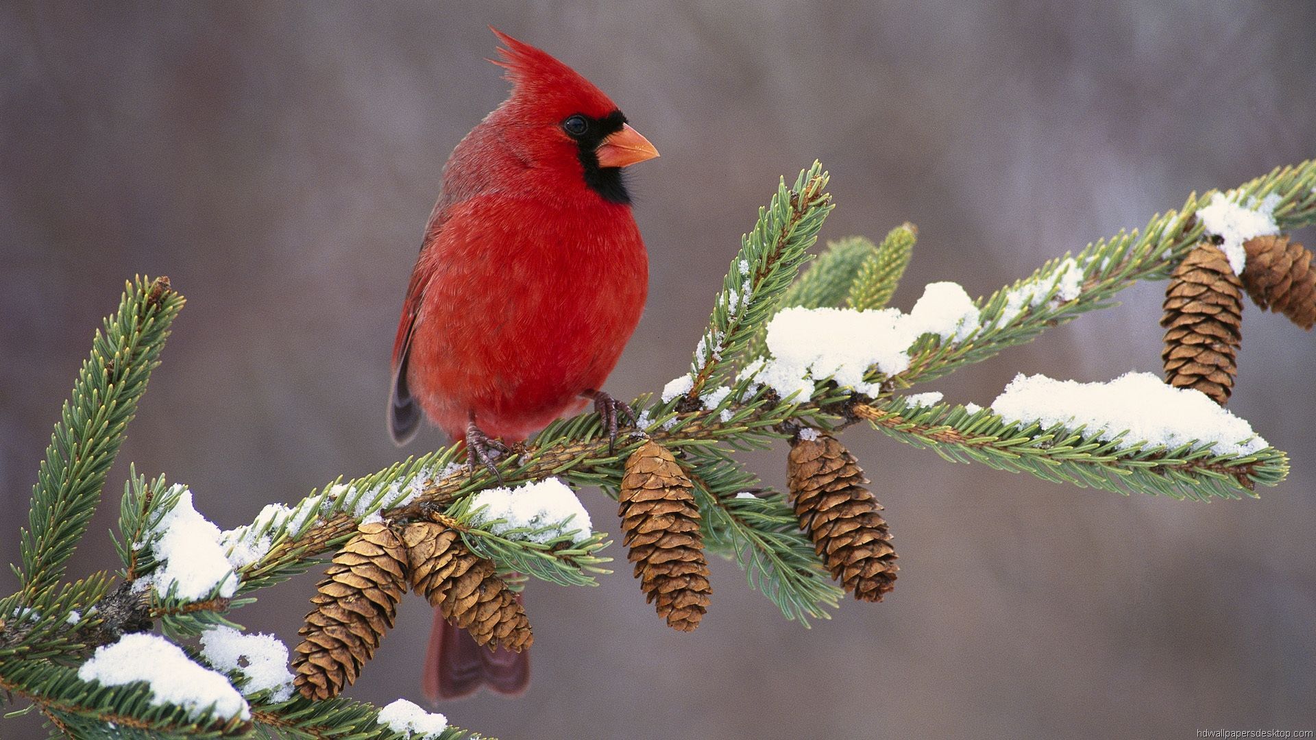 Winter Birds Wallpapers