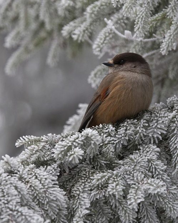 Winter Birds Wallpapers