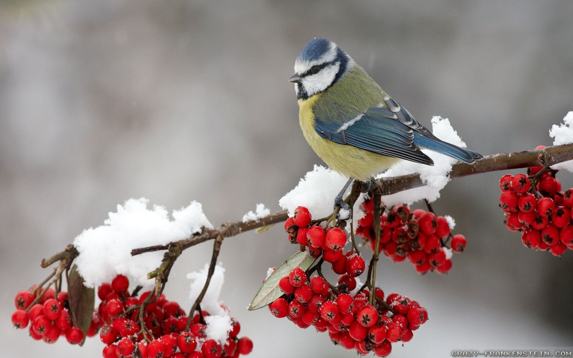 Winter Birds Wallpapers