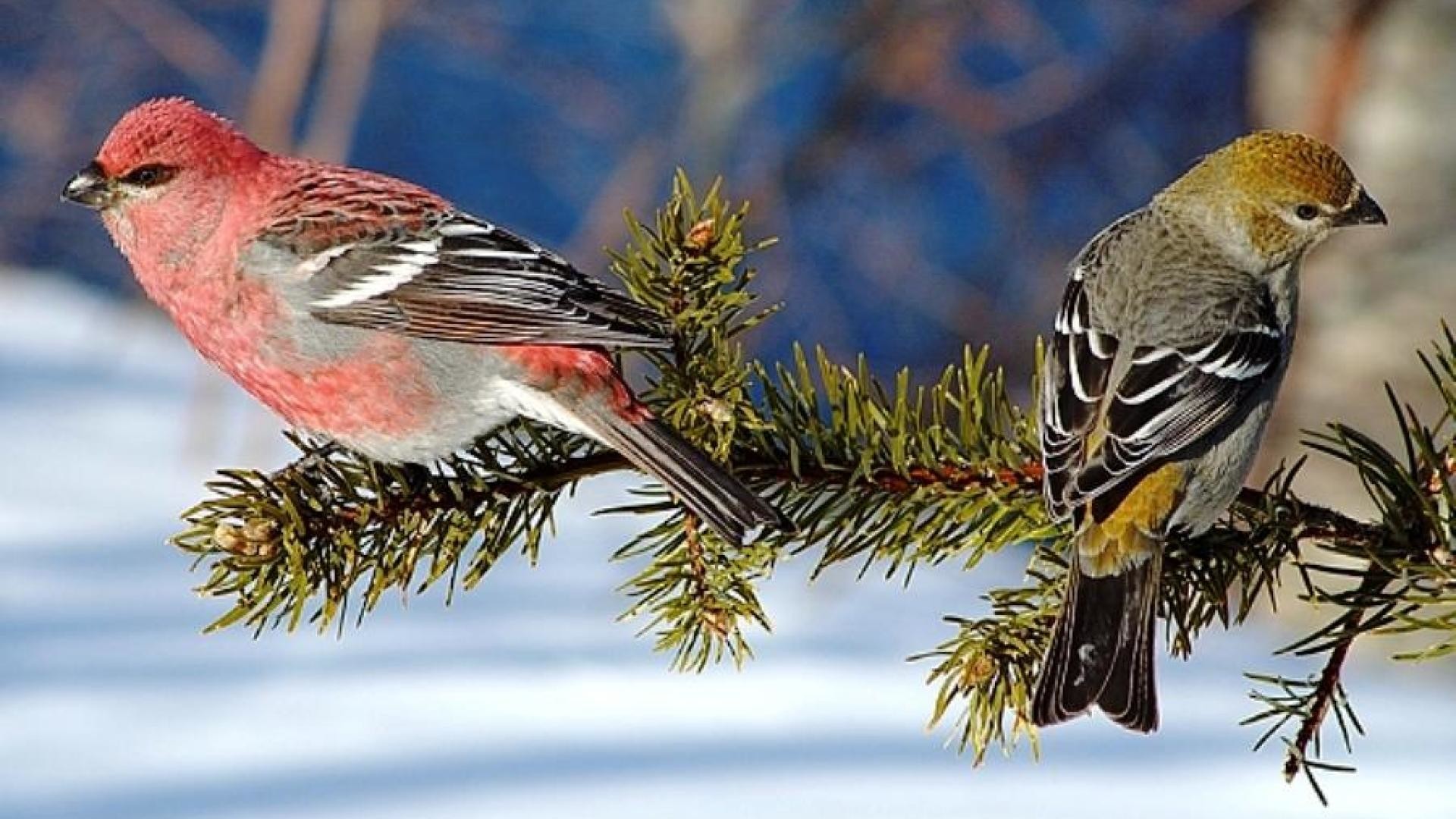 Winter Birds Wallpapers