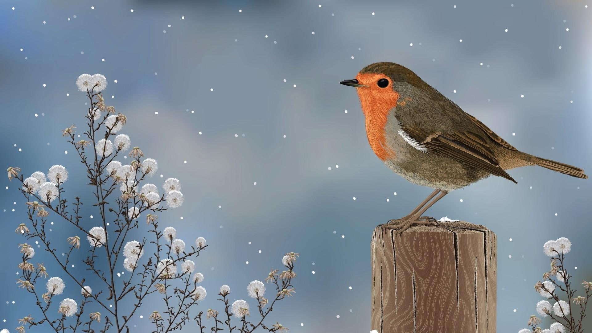 Winter Birds Wallpapers