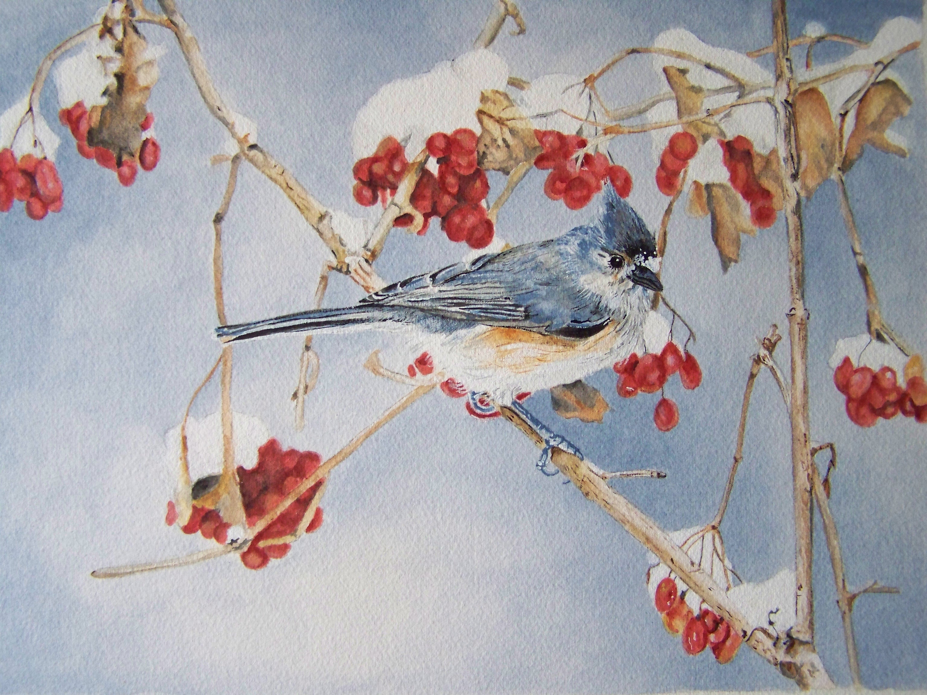 Winter Birds Wallpapers