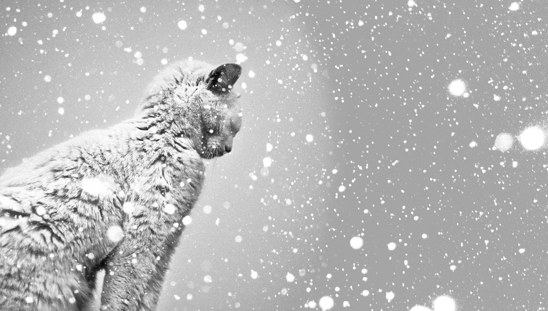 Winter Cat Wallpapers