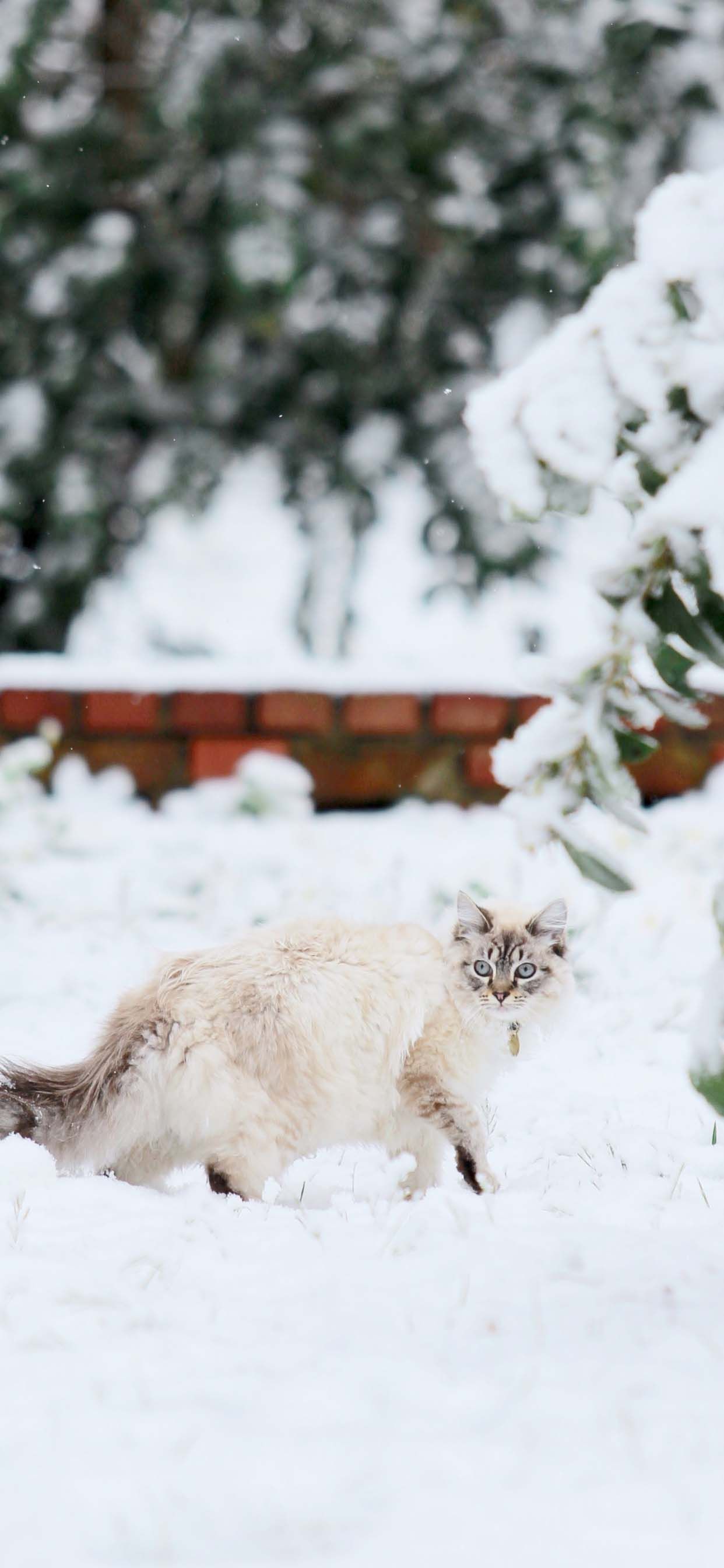 Winter Cat Wallpapers