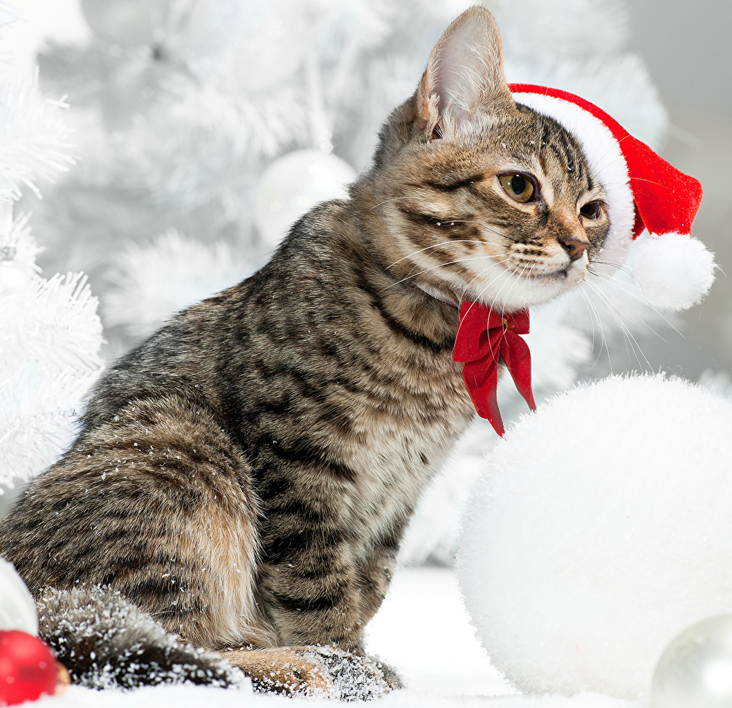 Winter Cat Wallpapers