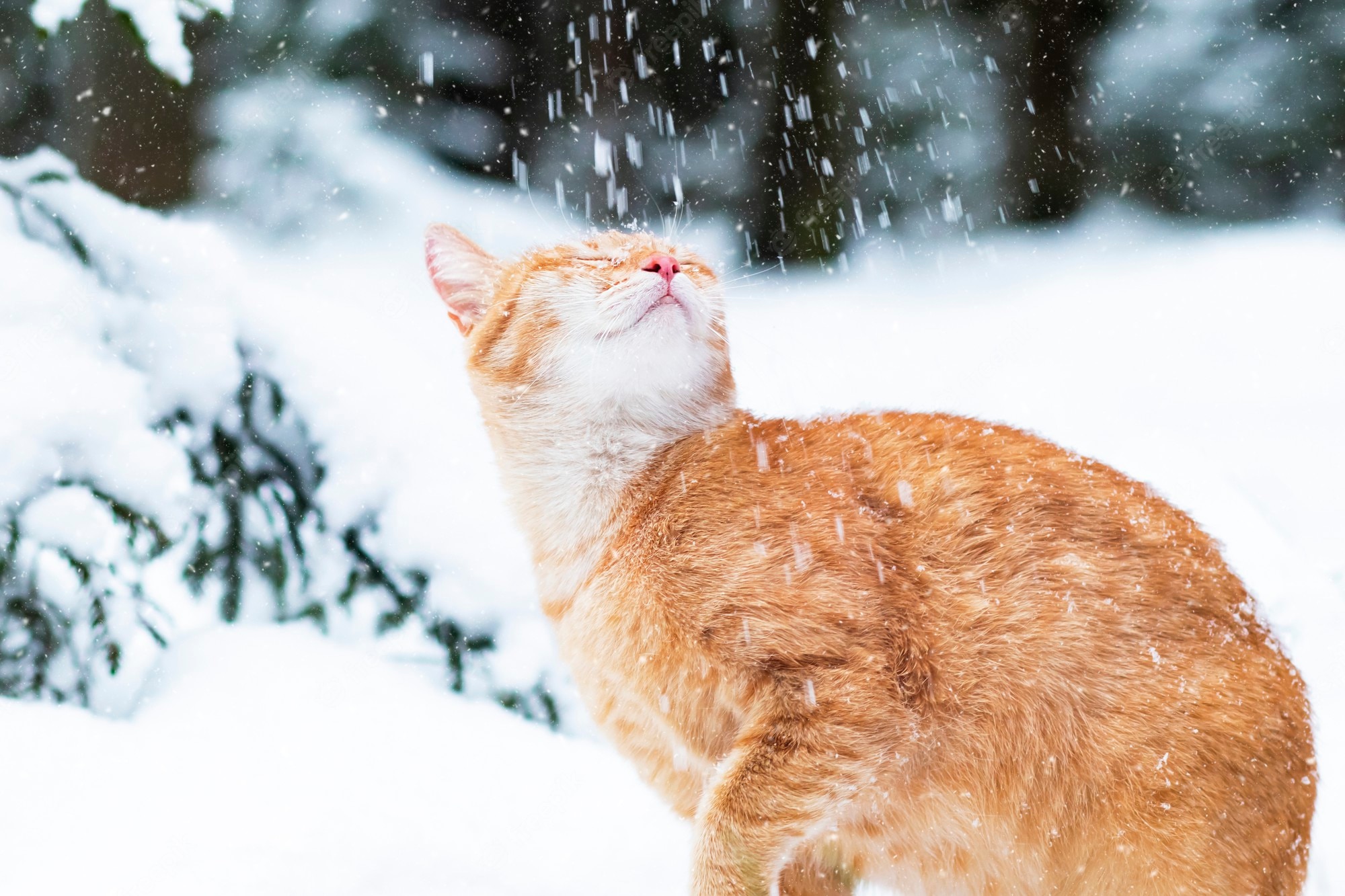 Winter Cat Wallpapers