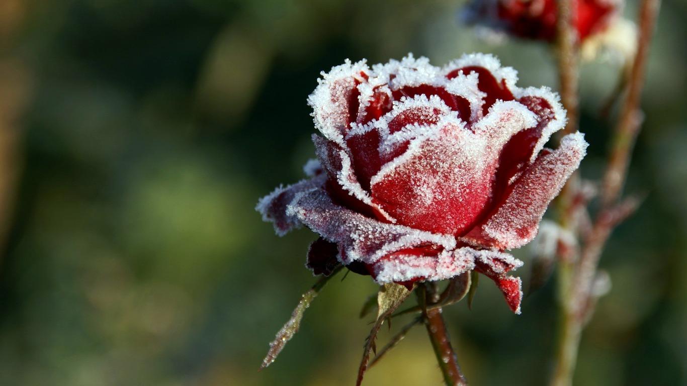 Winter Flowers Wallpapers