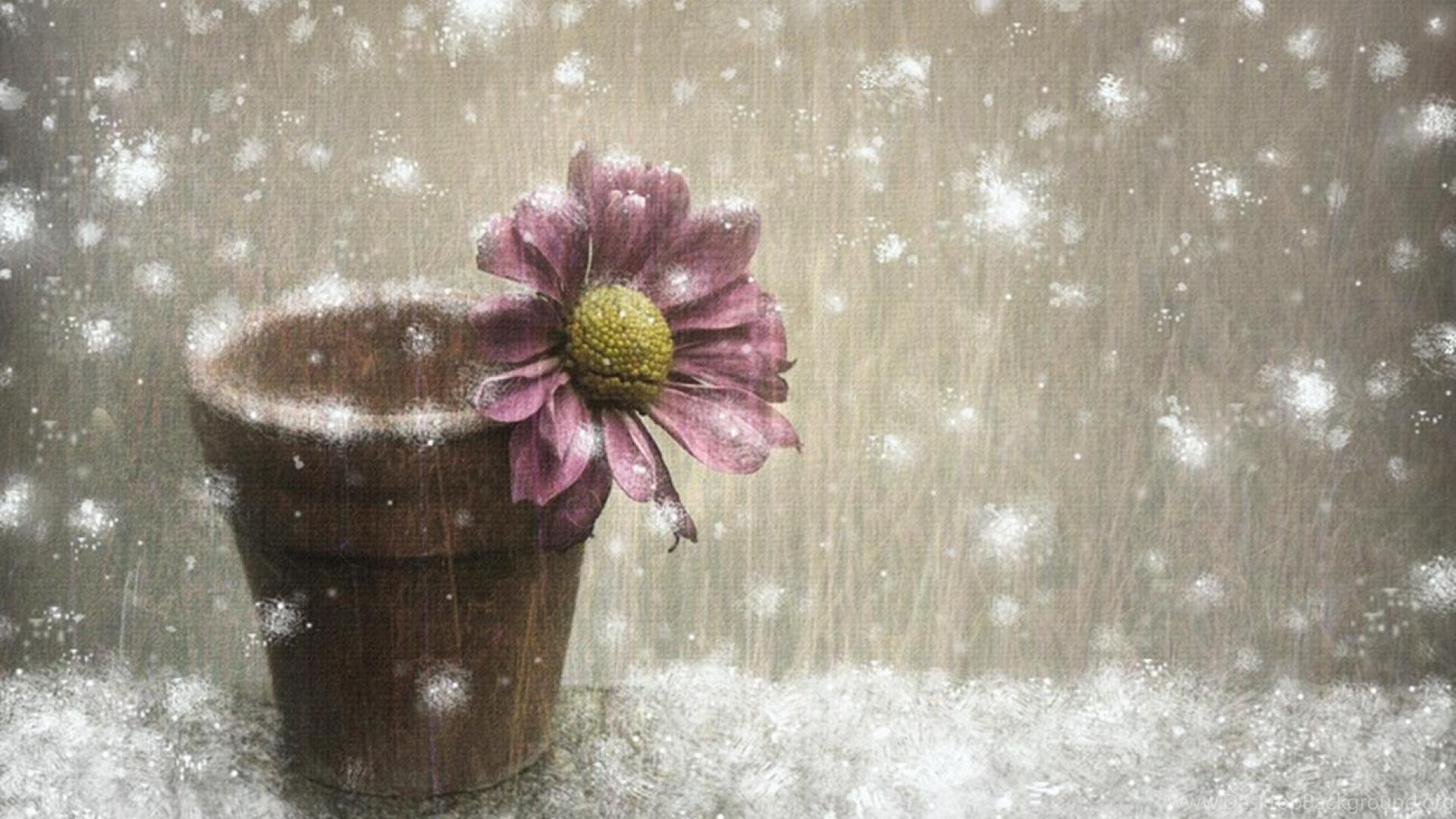 Winter Flowers Wallpapers