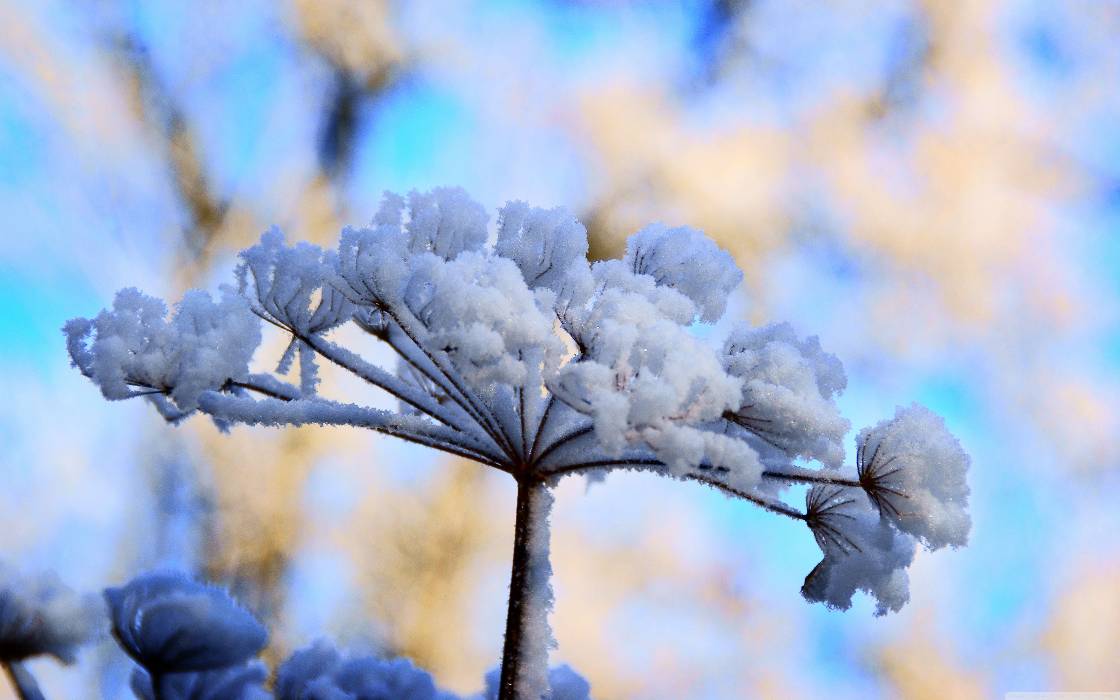 Winter Flowers Wallpapers