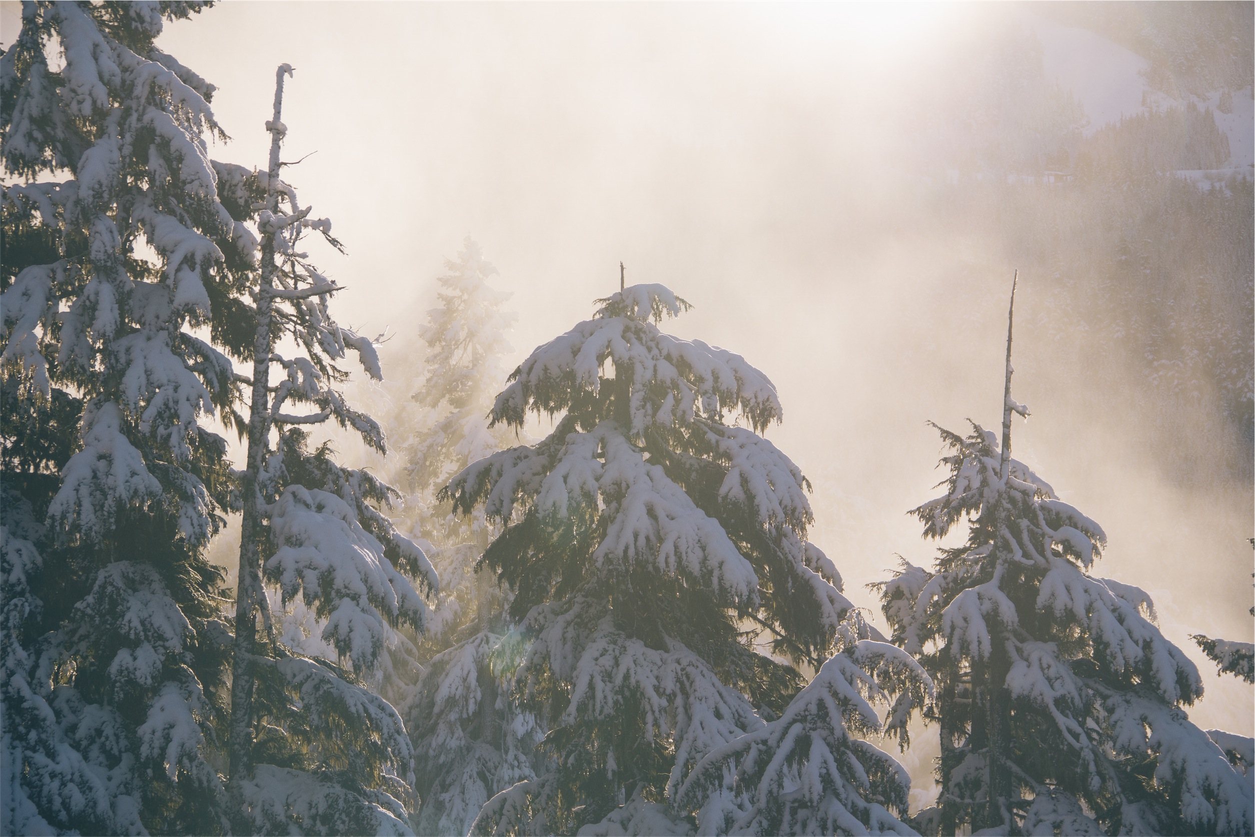 Winter Fog, Snow, Trees And Lake Wallpapers