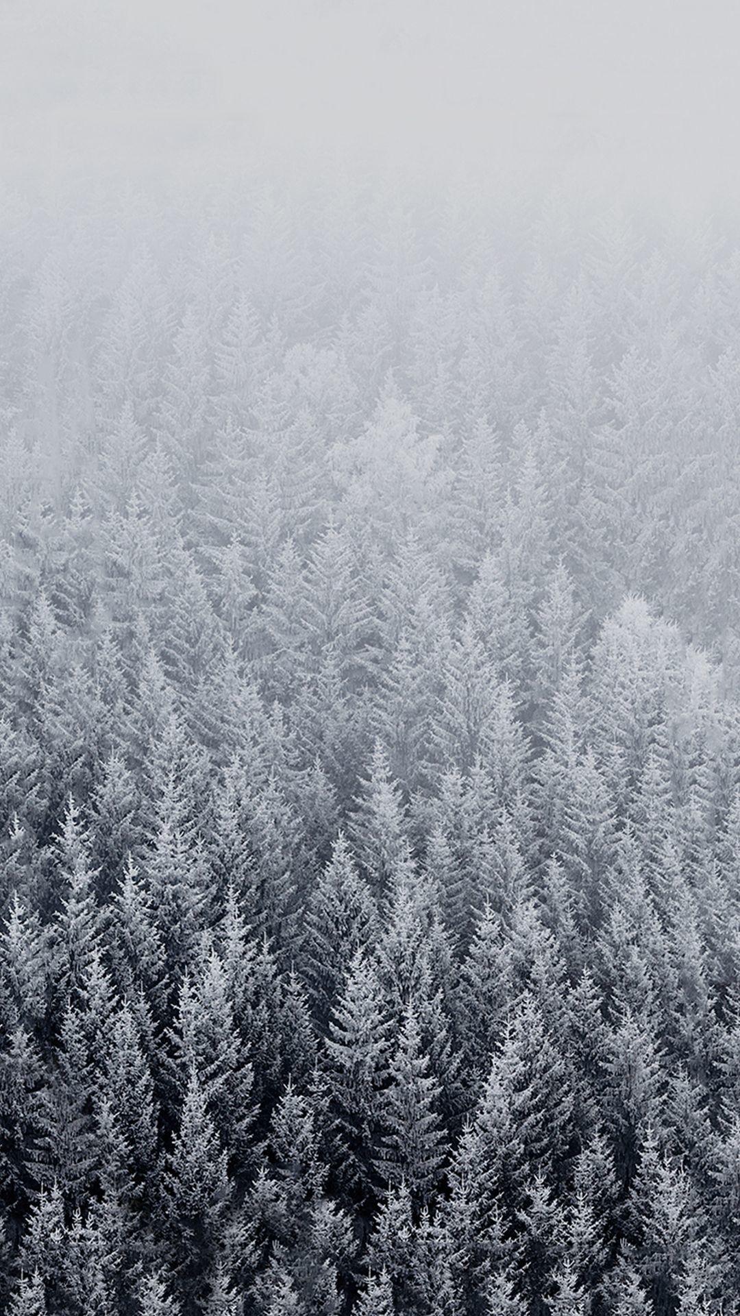 Winter Forest Iphone Wallpapers