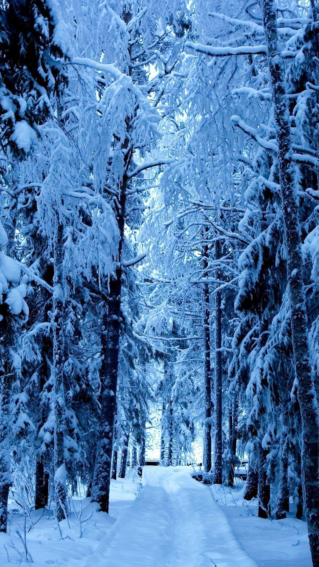 Winter Forest Iphone Wallpapers