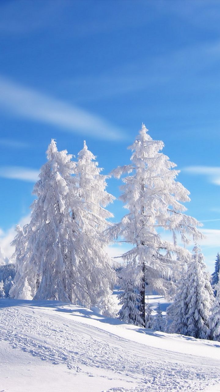 Winter Forest Iphone Wallpapers