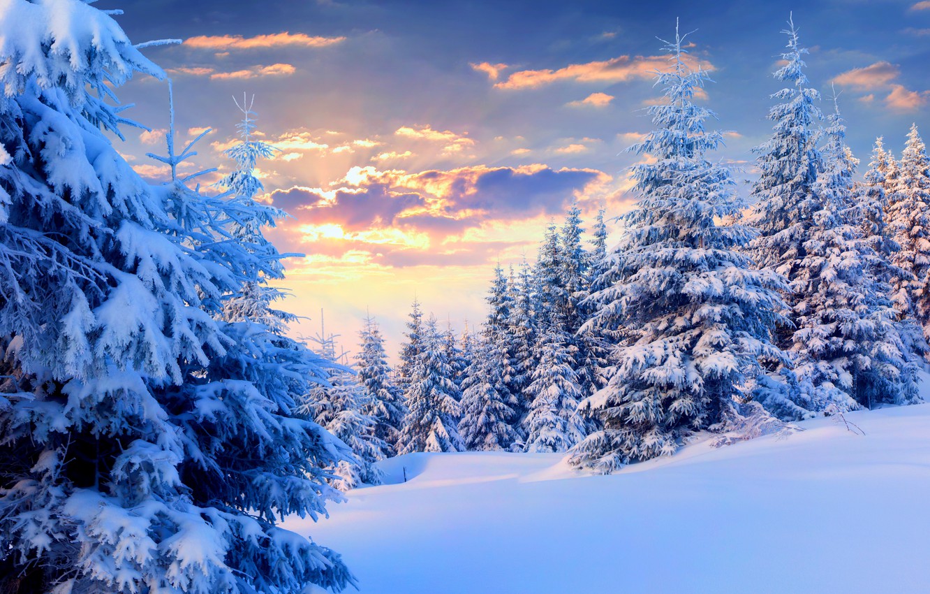 Winter Forest Landscape Nature Snow Wallpapers