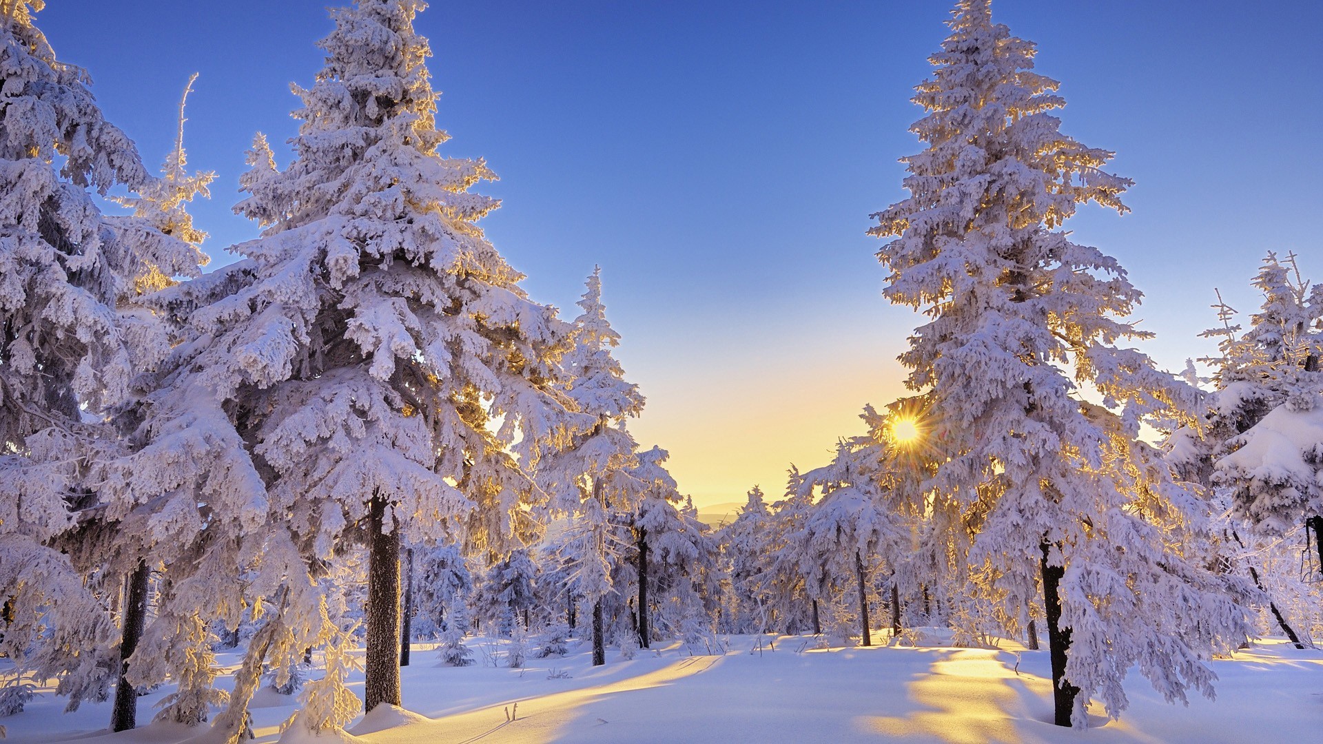 Winter Forest Landscape Nature Snow Wallpapers