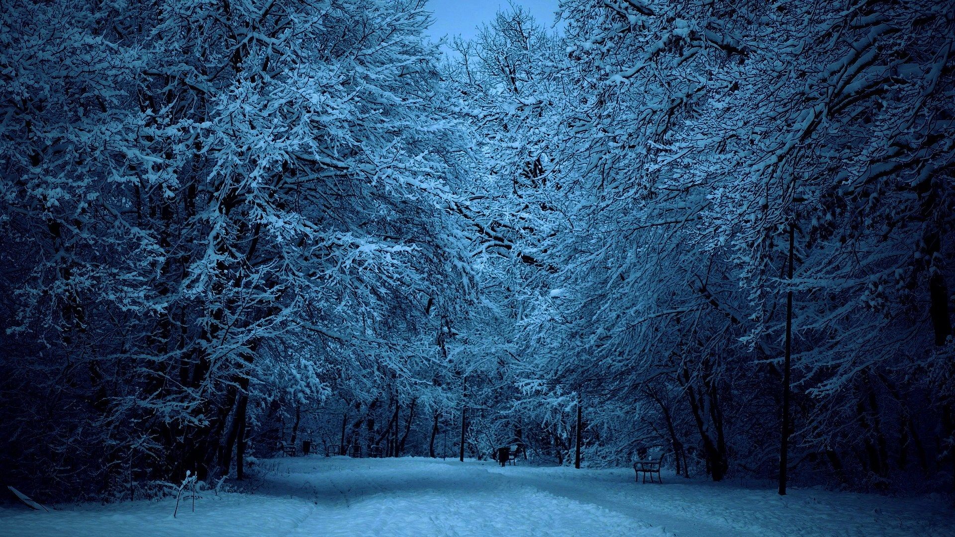 Winter Forest Landscape Nature Snow Wallpapers