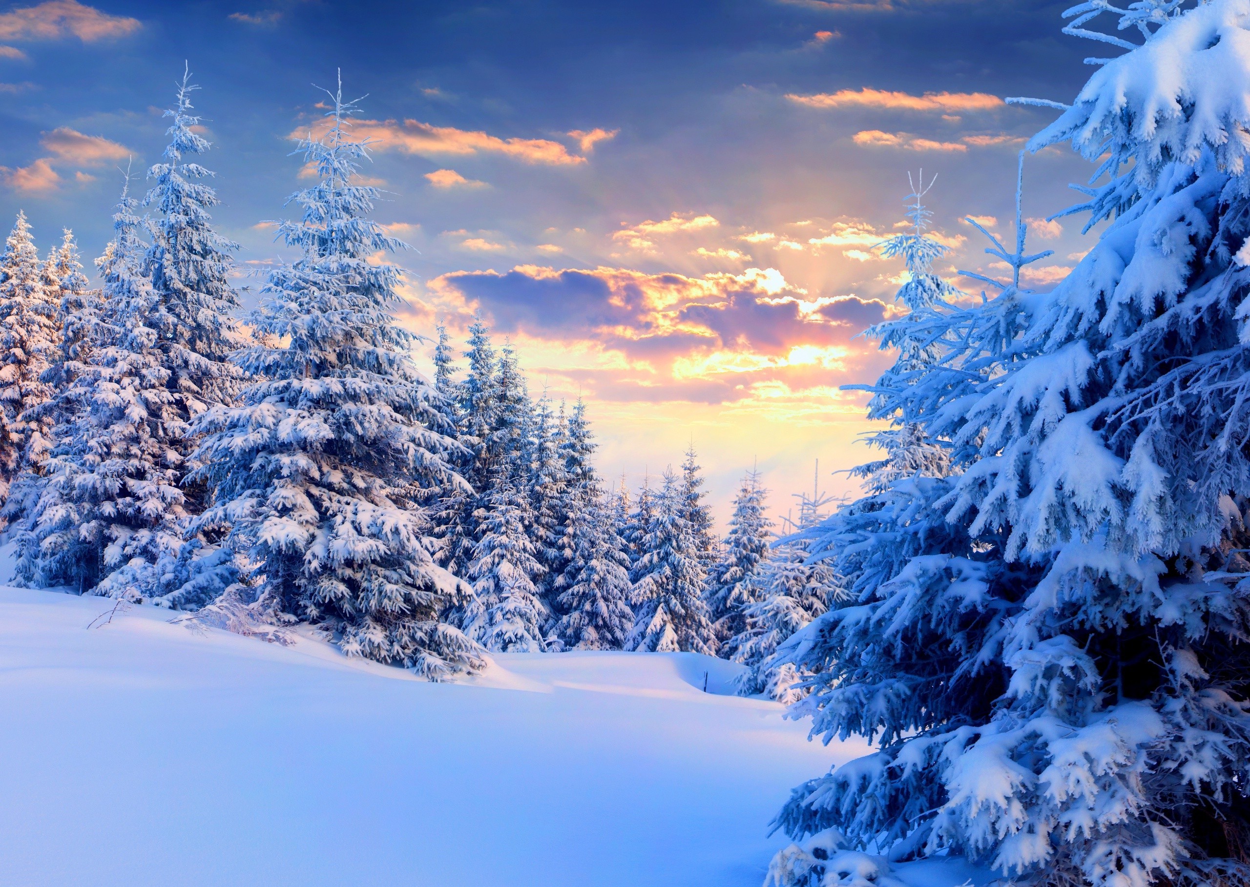 Winter Forest Landscape Nature Snow Wallpapers