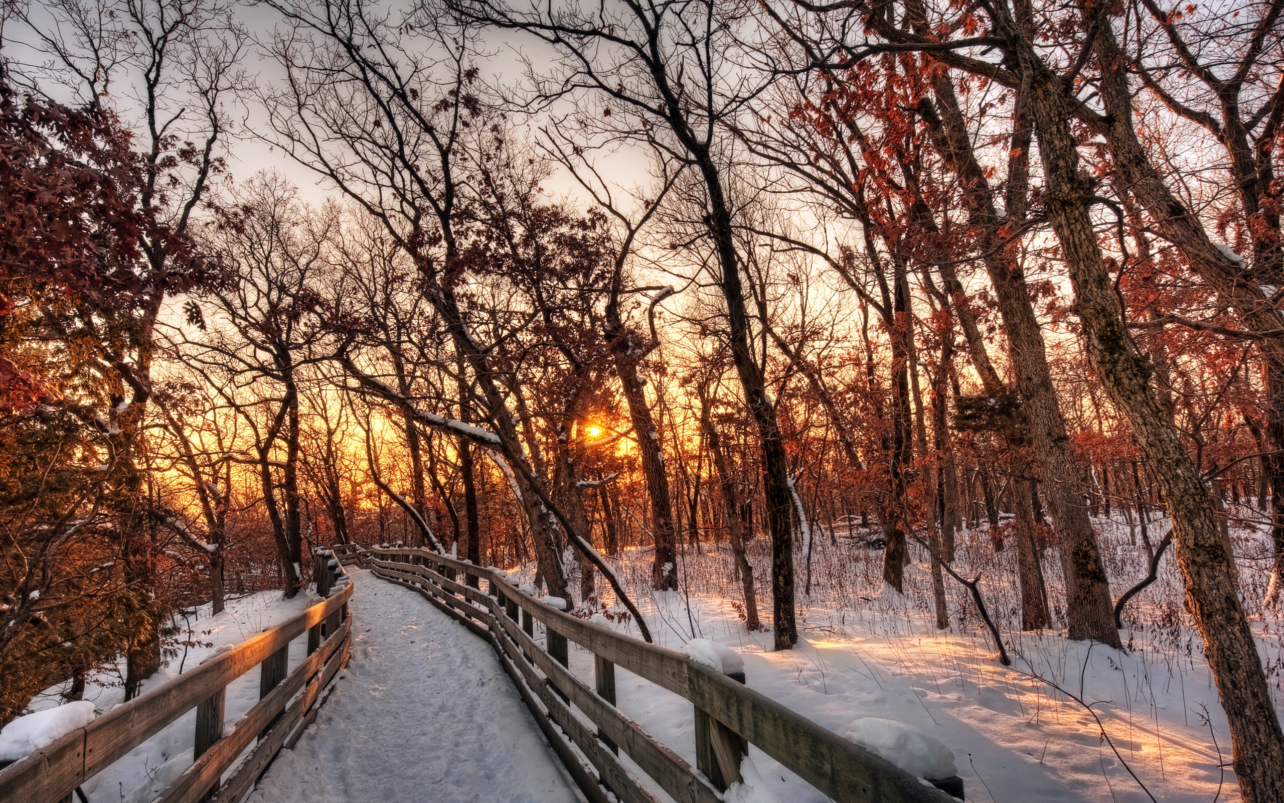 Winter Forest Landscape Nature Snow Wallpapers