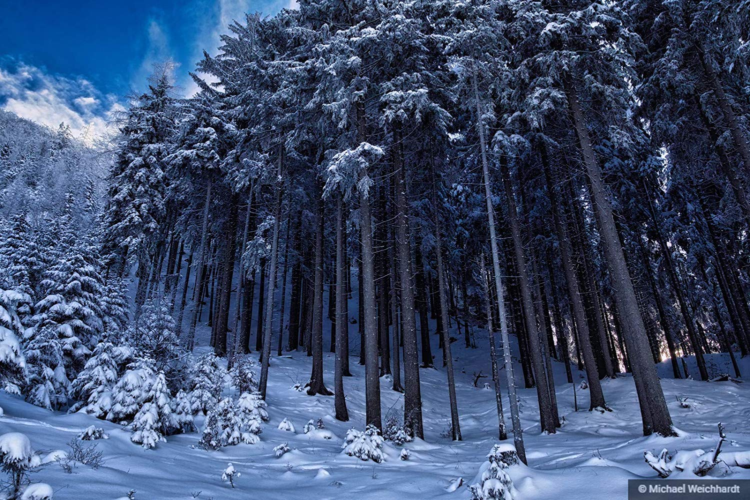 Winter Forest Landscape Nature Snow Wallpapers