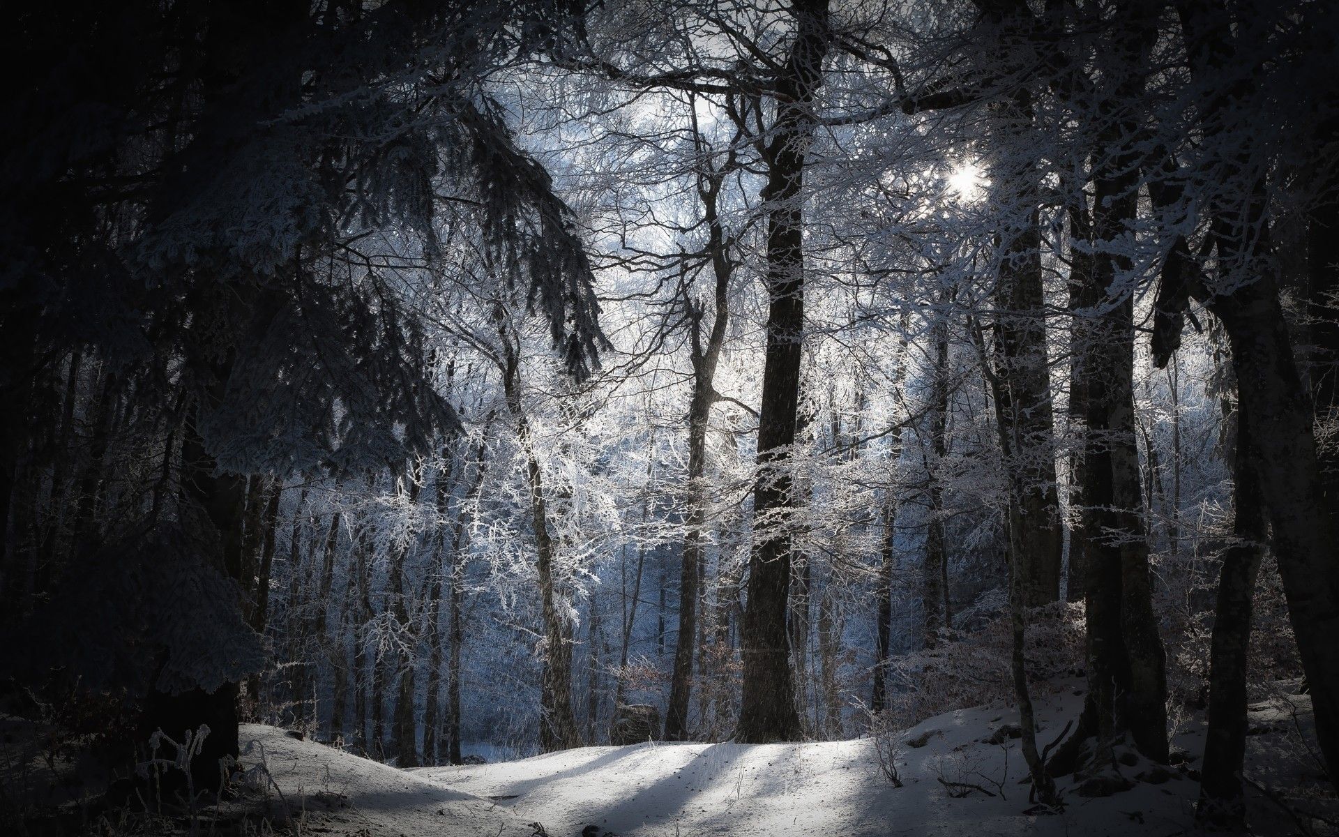 Winter Forest Night Wallpapers