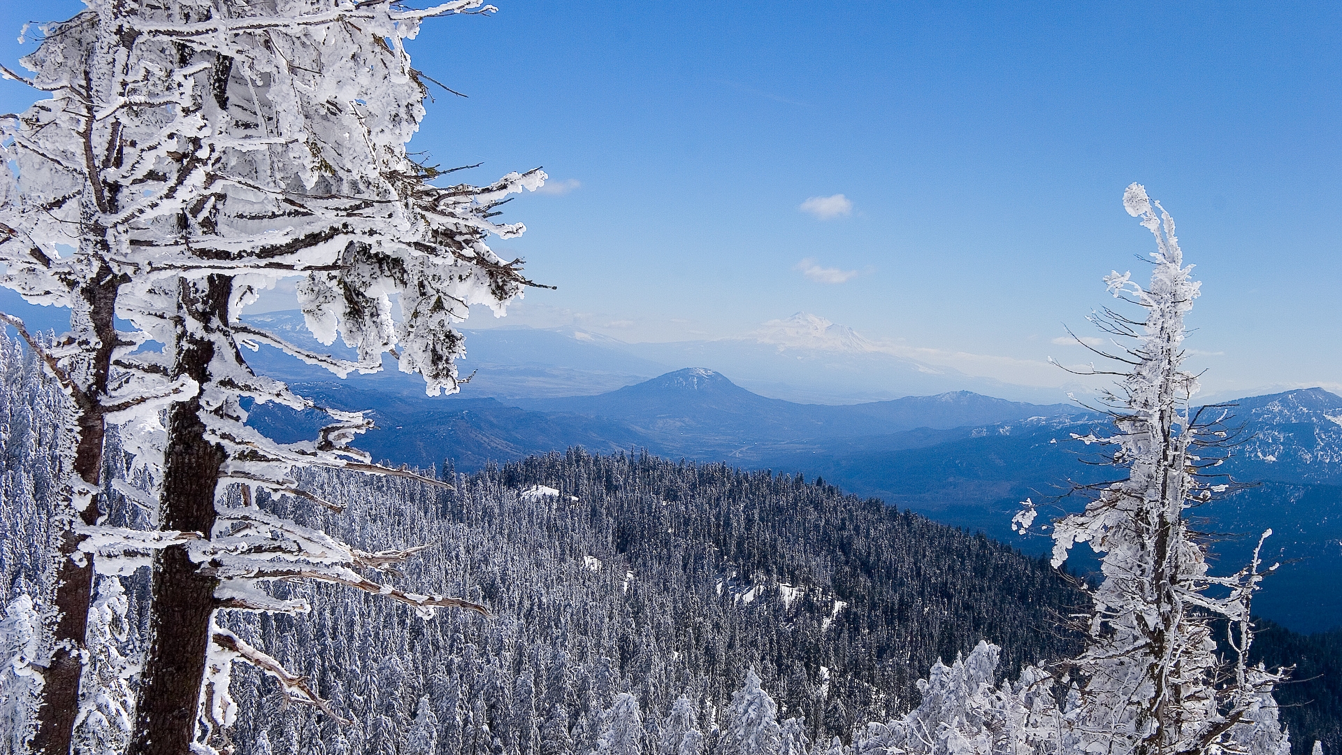 Winter Forest Wallpapers