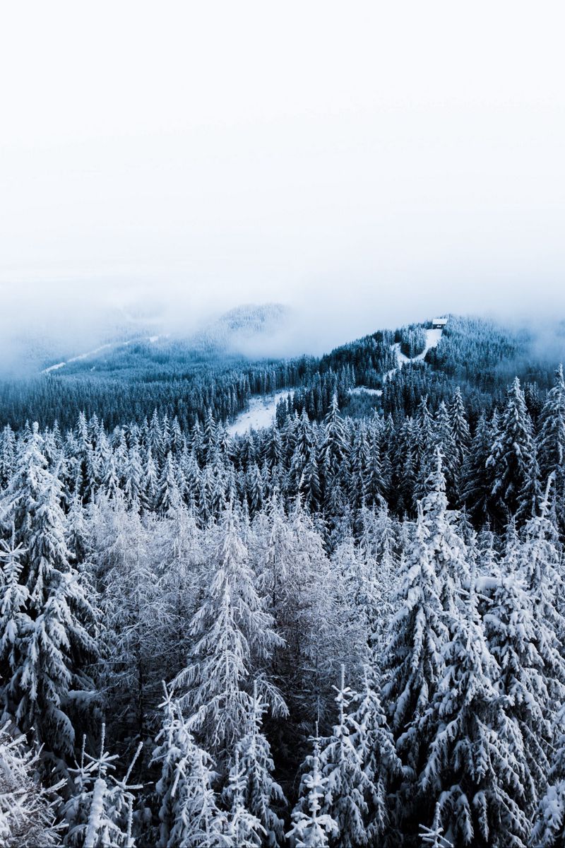 Winter Forest Wallpapers