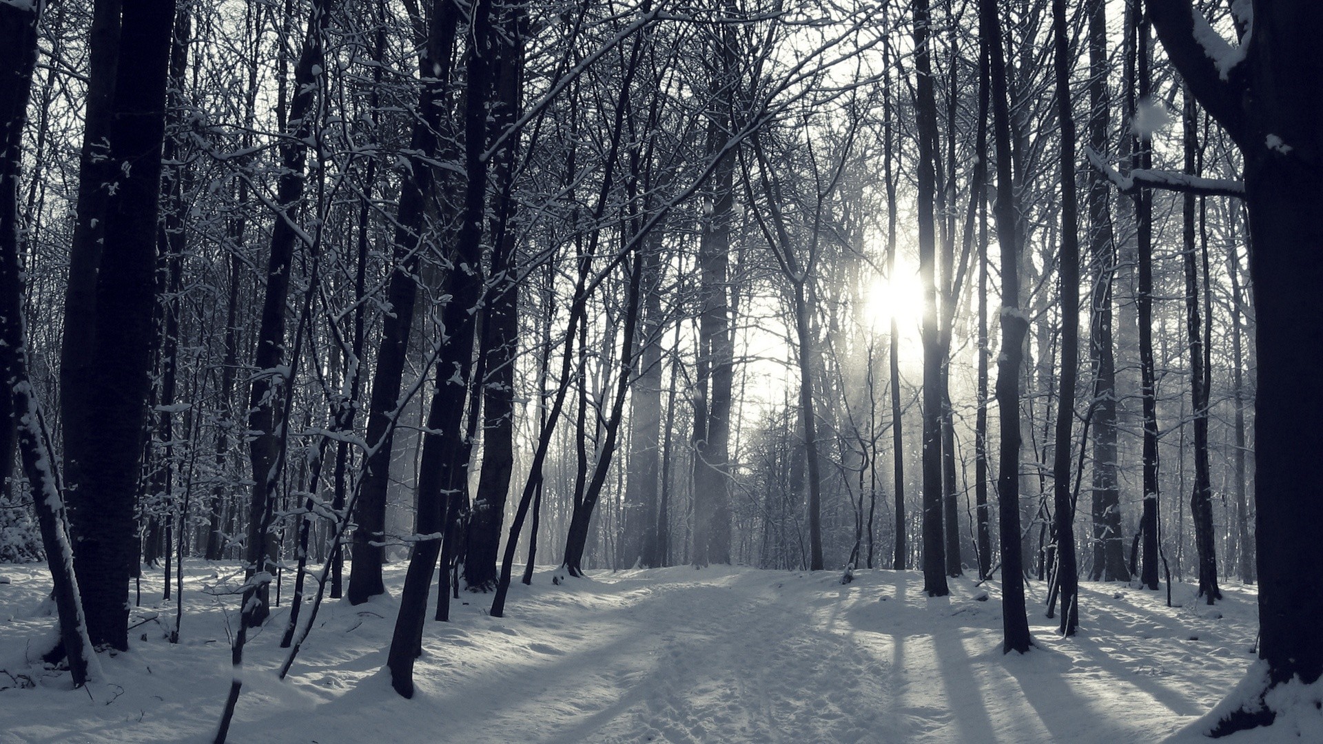 Winter Forest Wallpapers