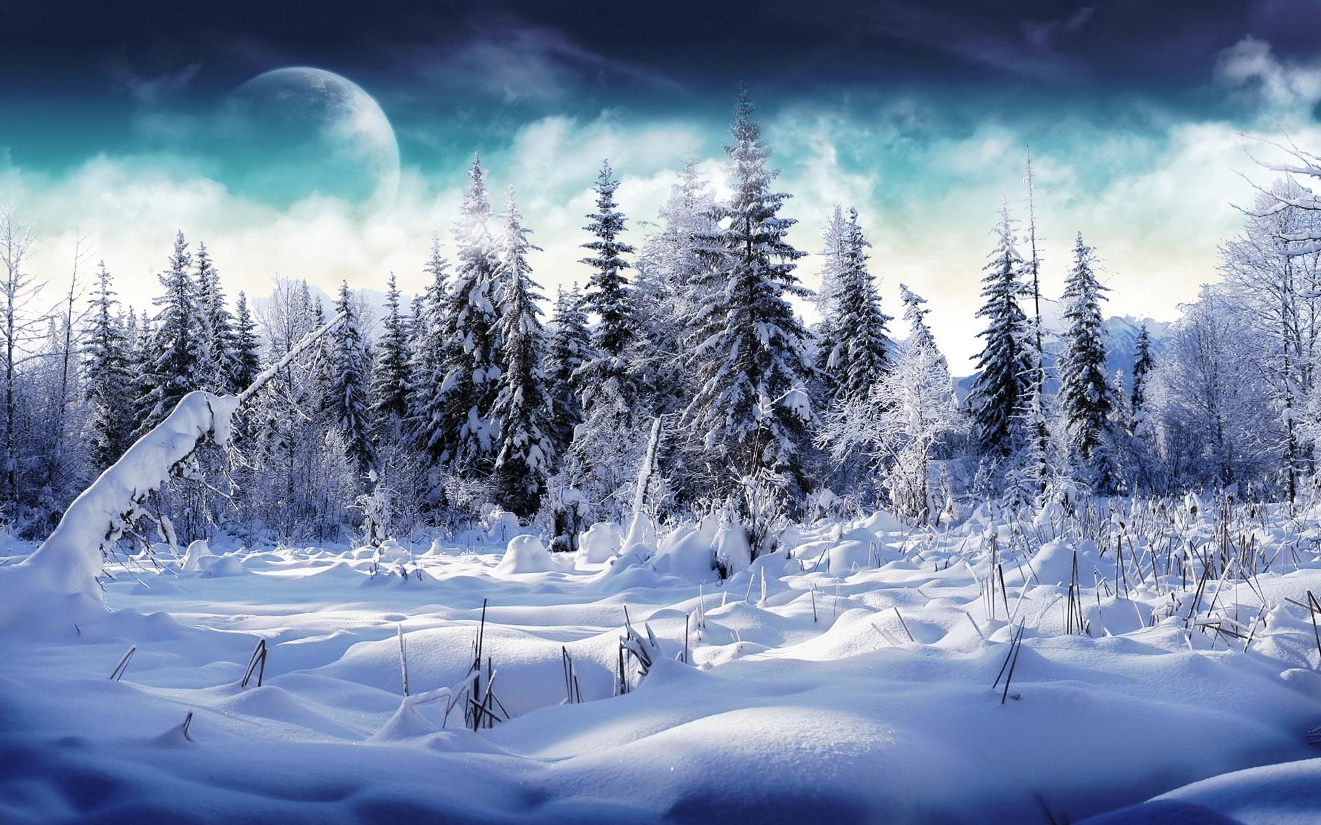 Winter Forest Wallpapers