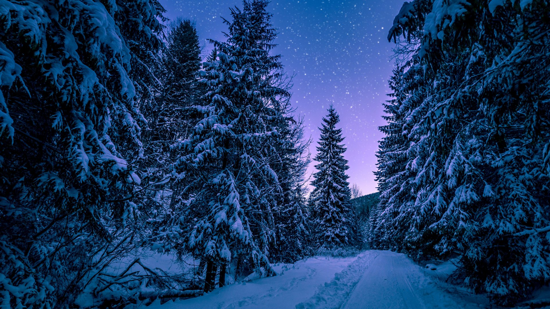 Winter Forest Wallpapers