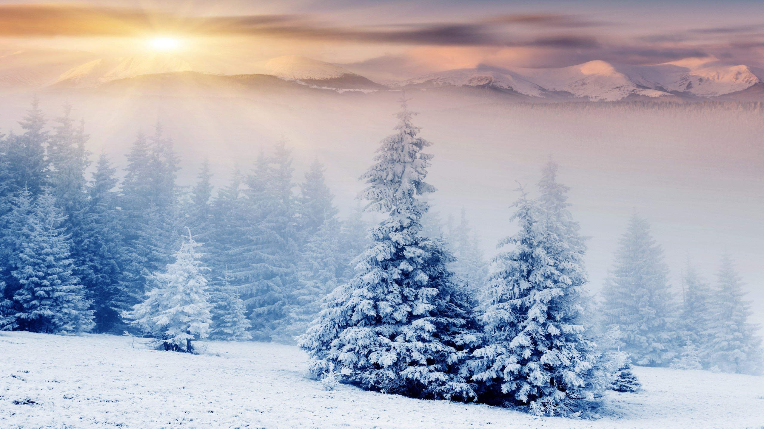 Winter Mountains And Trees Wallpapers