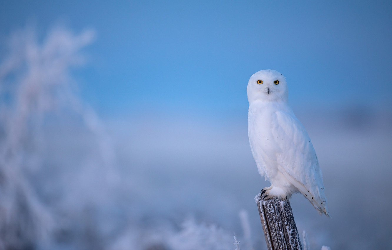 Winter Owl Wallpapers