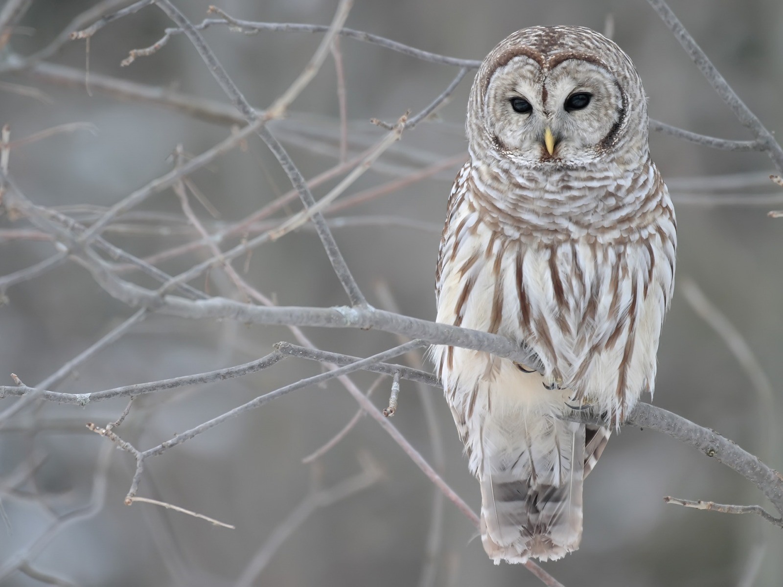 Winter Owl Wallpapers