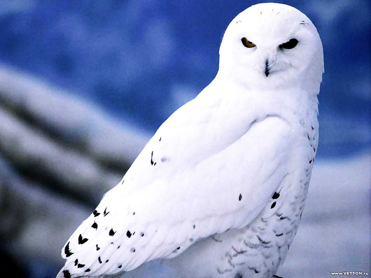 Winter Owl Wallpapers